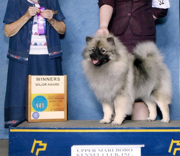 Clingmey's Undeniable Eye Kandy | Keeshond 