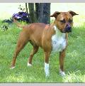 Haka dream red rascal | American Staffordshire Terrier 