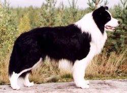 Pikkupaimenen Zoom The Moon | Border Collie 