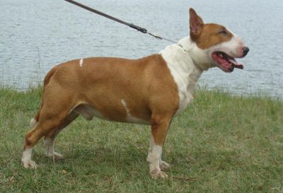 Axo mori | Bull Terrier 