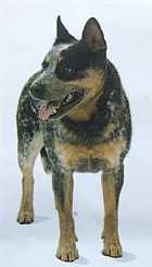 TURRELLA FIRENBRIMSTONE | Australian Cattle Dog 