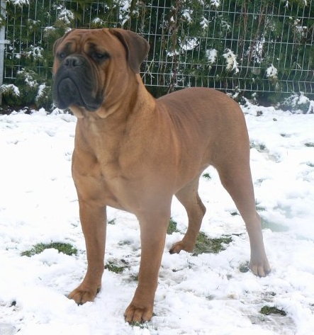 Afira Miško Šešelis | Bullmastiff 