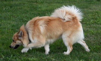 Snjófells Þór | Icelandic Sheepdog 