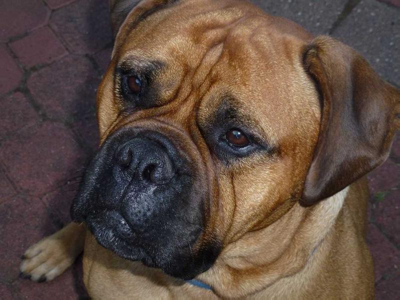 Shayla's TexasHoldem O'Banbury | Bullmastiff 