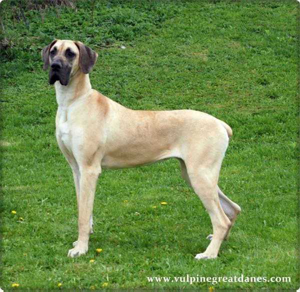 Von Bruno's Queen of DeNile VLP | Great Dane 