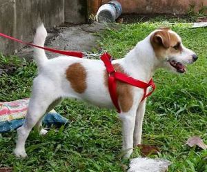 Rhigma's Cindy | Jack Russell Terrier 