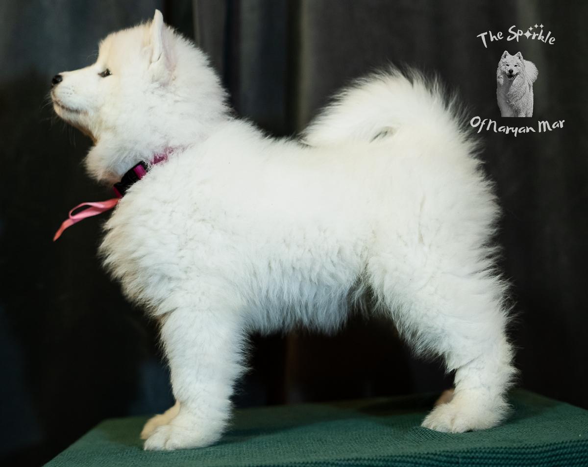 MISS MALIBU The Sparkle of Naryan Mar | Samoyed 