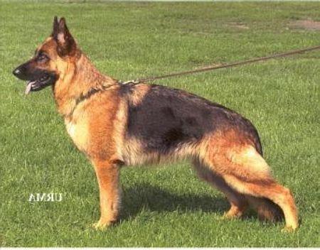 Tina vom Lechtal | German Shepherd Dog 