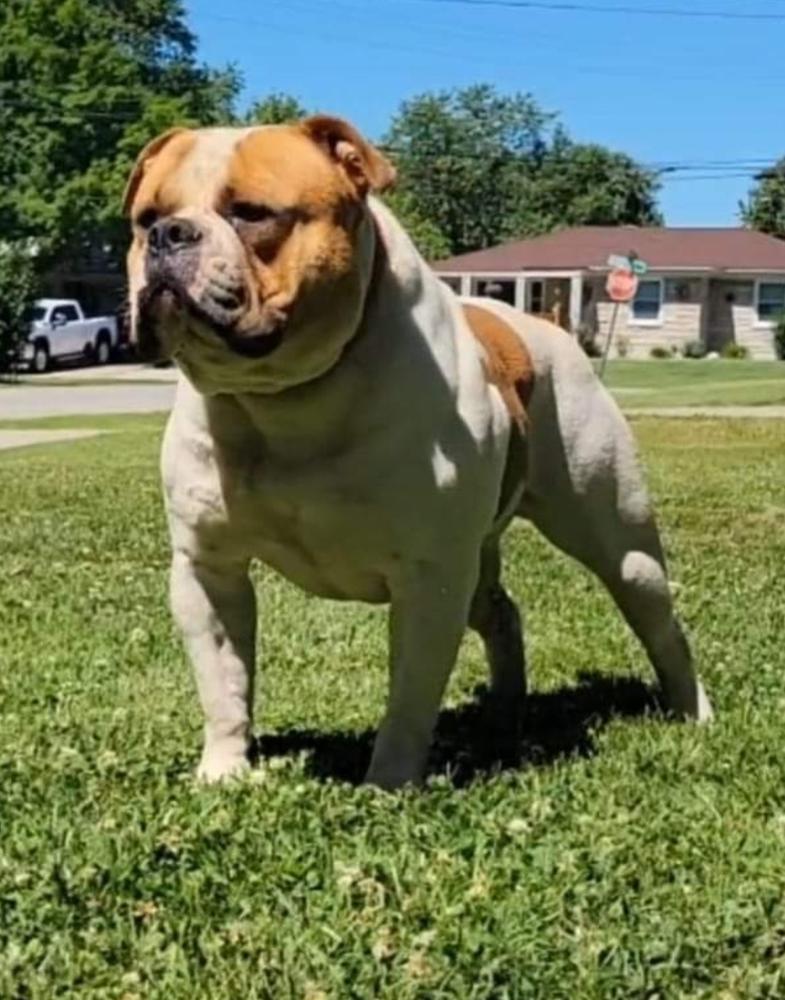 Taylormade's Deebo | Olde English Bulldogge 