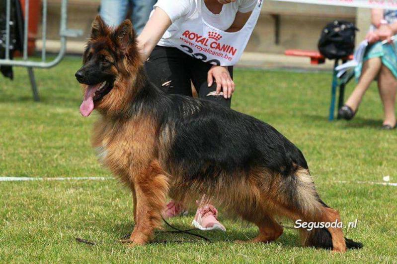 Bijou von Avenir | German Shepherd Dog 