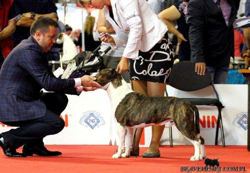 Lege Artis Tipit Z Hanky | American Staffordshire Terrier 