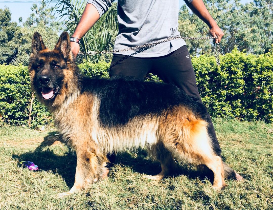 BANDARI'S MARK (MICKEY) | German Shepherd Dog 