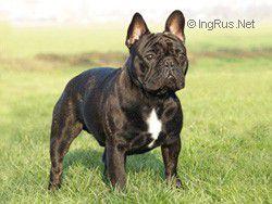 DAPHNE BRITT VAN MARVER'S FORTUNA | French Bulldog 