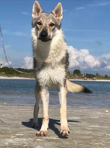 Amberwolfroyalty Valentino | Czechoslovakian Wolfdog 