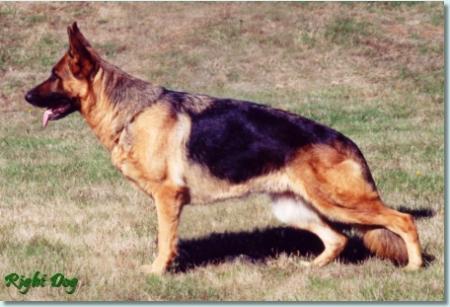 Teela v Bullinger | German Shepherd Dog 