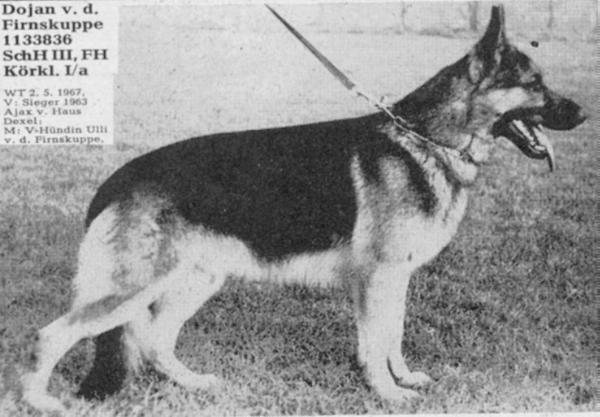 Dojan von der Firnskuppe | German Shepherd Dog 