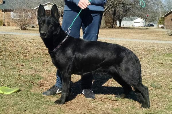 Ada Vom Ramhausen Zh | German Shepherd Dog 