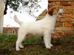 Pretorium I am just Bailey | Jack Russell Terrier 