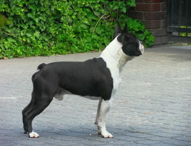 Shaggy od Pulnocniho Slunce | Boston Terrier 