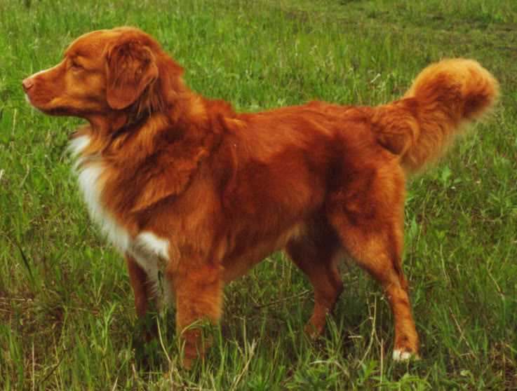 Lonetree´s C.Quill Gordon | Nova Scotia Duck Tolling Retriever 