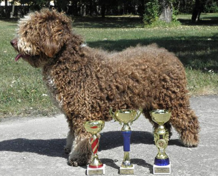 Uvane de Valneboeiro | Spanish Water Dog 