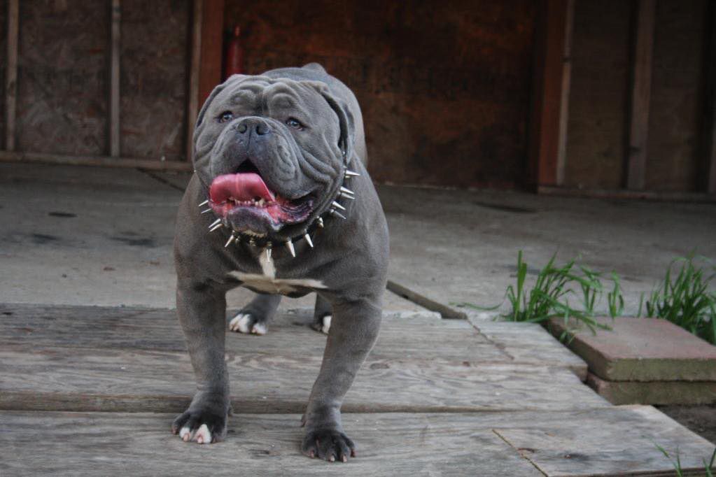 Immortal Bulldogs Blue Rhino | Olde English Bulldogge 