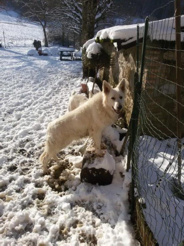 INCA | White Swiss Shepherd Dog 