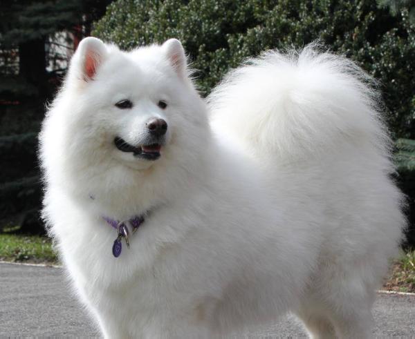 Milaya  Glori-Zhasmin  of  Bes | Samoyed 