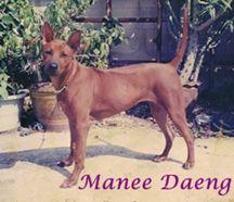 MANEE DAENG-TAWAN NAMFAH | Thai Ridgeback 