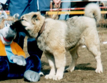 ADA | Caucasian Mountain Dog 