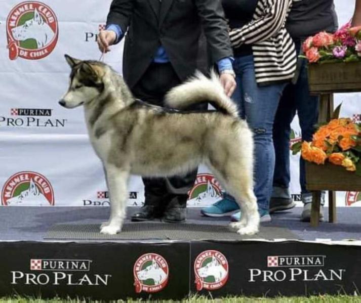 Sedna Graysnow | Alaskan Malamute 