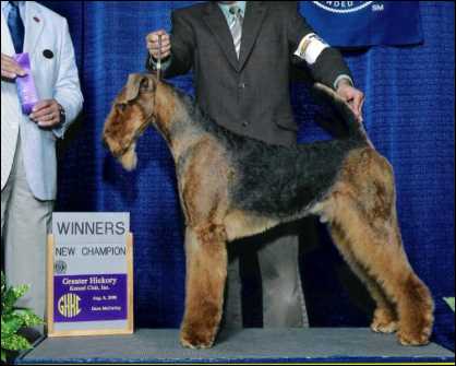 Reydaleterrydale Daredevil | Airedale Terrier 