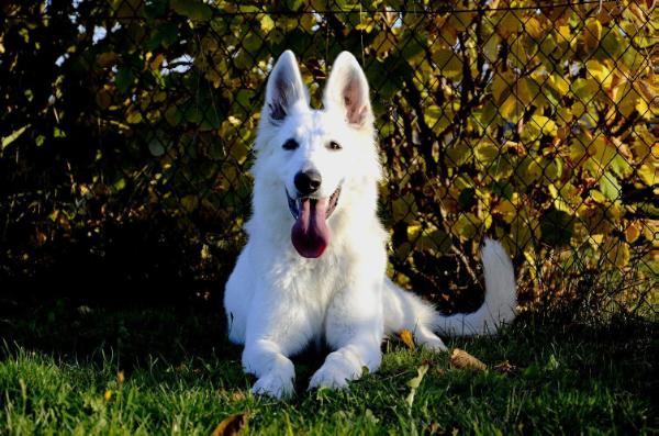 Freyja od Kunovského lesa | White Swiss Shepherd Dog 