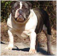 Triple K Abby | Olde English Bulldogge 