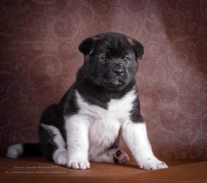 ZORRO DARK KNIGHT | Akita 