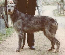 Oelmühle Anton | Irish Wolfhound 