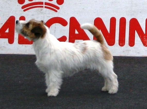 Grand prix dell'Isola dei baroni | Jack Russell Terrier 