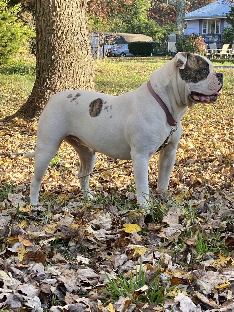 Nelson’s  Lucy | American Bulldog 