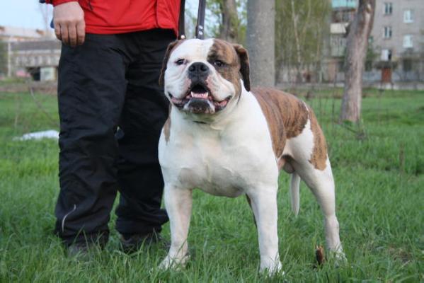 Bulldrov kaizer | American Bulldog 