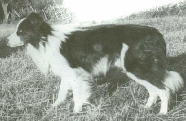 Glen ISDS 7690 | Border Collie 