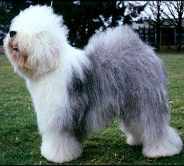 Argovian All on Board | Old English Sheepdog 