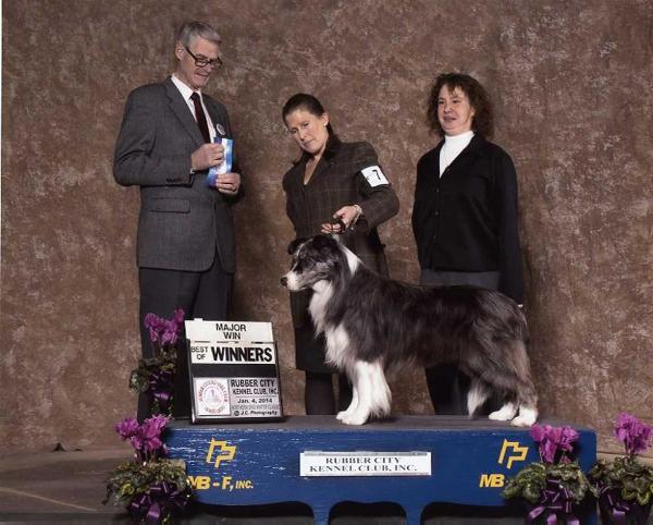 Ombersleigh Moon Struck | Border Collie 