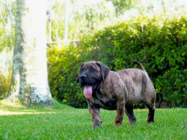 Africa de Boralcan | Perro de Presa Canario 