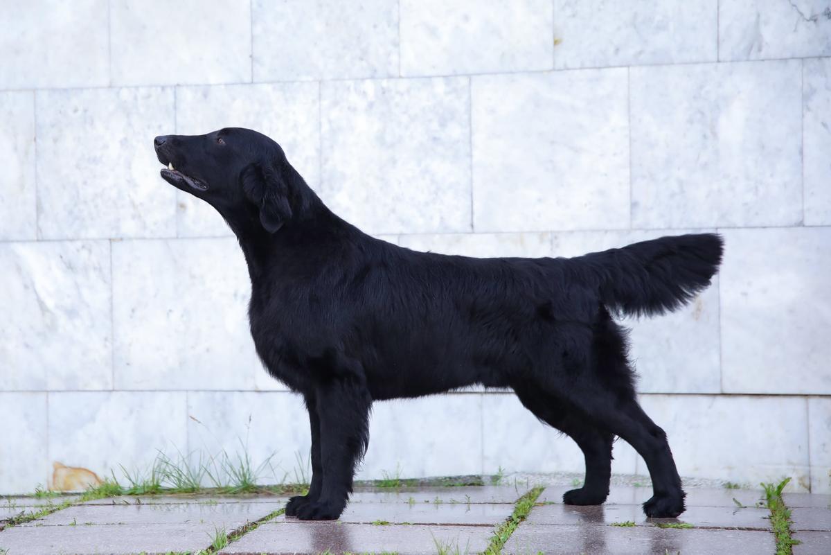 Retline Polygon | Flat-Coated Retriever 