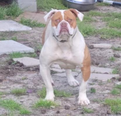 Eveready's Brit Brat | American Bulldog 