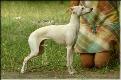 Eledi Grace Klaren Laruche | Italian Greyhound 