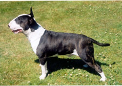 Valhalla Electric Warrior ROM | Bull Terrier 