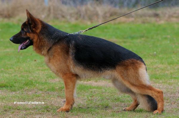 Owinn`s Whisky | German Shepherd Dog 