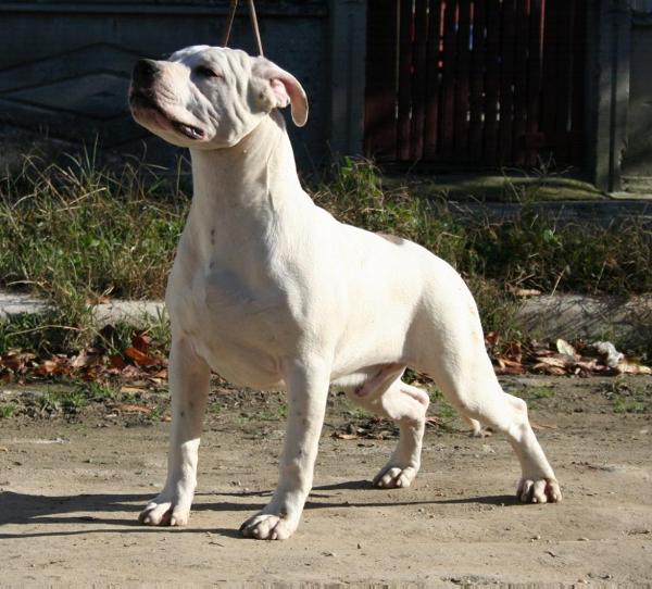 Pureclass be my baby by peace spirit | American Staffordshire Terrier 