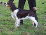 Alanea Flame For Peasblossom | English Springer Spaniel 